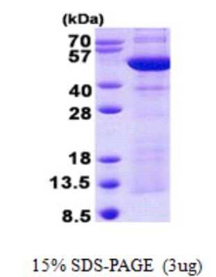 SDS-PAGE: Recombinant Human Synaptotagmin 4 His Protein [NBP2-22837]