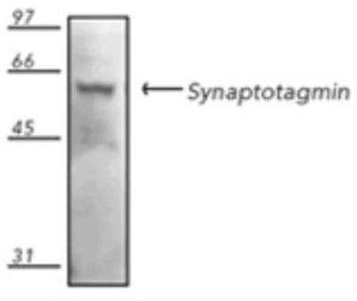 Western Blot: Synaptotagmin 3 Antibody (ASV48) [NBP1-19320]