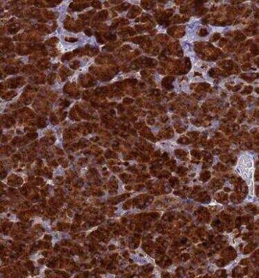 Immunohistochemistry-Paraffin: Syncollin Antibody [NBP2-13402]
