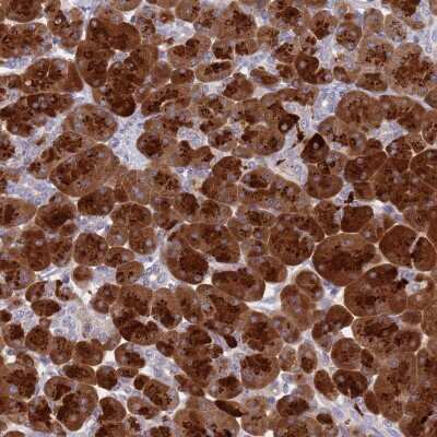 Immunohistochemistry-Paraffin: Syncollin Antibody [NBP2-13402]