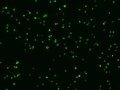 Immunocytochemistry/ Immunofluorescence: Syndecan-4 Antibody (008) [NBP2-90699]