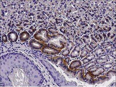 Immunohistochemistry-Paraffin: Syndecan-4 Antibody (047) [NBP2-90700]