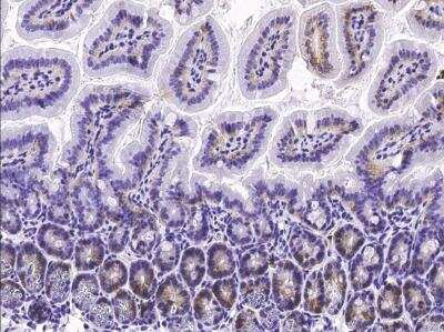 Immunohistochemistry-Paraffin: Syndecan-4 Antibody (047) [NBP2-90700]