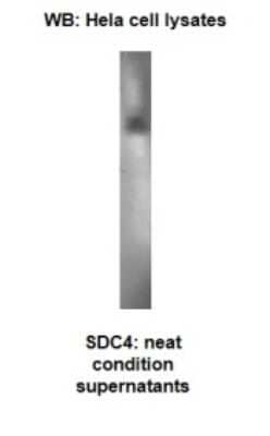 Western Blot: Syndecan-4 Antibody (V60P2C2*F2)BSA Free [NBP2-50315]