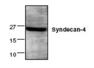 Western Blot: Syndecan-4 Antibody [NB110-41551]