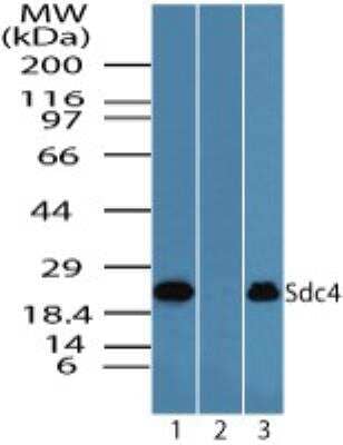 Western Blot: Syndecan-4 Antibody [NBP2-24630]