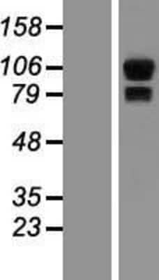 Western Blot: Synphilin-1 Overexpression Lysate [NBP2-10467]