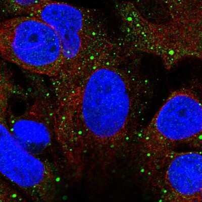 Immunocytochemistry/ Immunofluorescence: Syntabulin/GOLSYN Antibody [NBP2-30921]