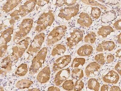 Immunohistochemistry-Paraffin: Syntaphilin Antibody [NBP2-98037]