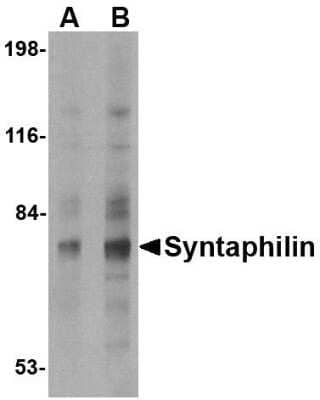 Western Blot: Syntaphilin AntibodyBSA Free [NBP1-76908]