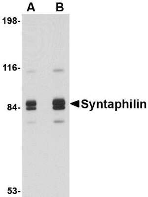 Western Blot: Syntaphilin AntibodyBSA Free [NBP1-76915]