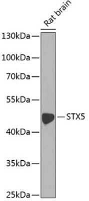 Western Blot: Syntaxin 5 AntibodyBSA Free [NBP2-94678]