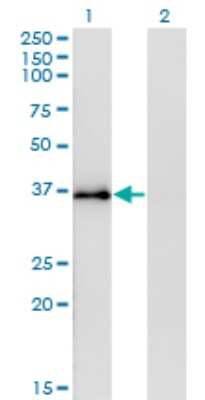 Western Blot: Syntaxin 12 Antibody (3B9) [H00023673-M01]