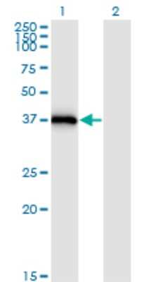 Western Blot: Syntaxin 16 Antibody (3D12) [H00008675-M03]