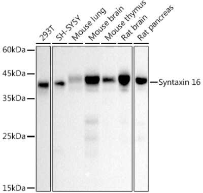 Western Blot: Syntaxin 16 Antibody (5H6D5) [NBP3-16810]