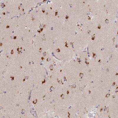 Immunohistochemistry-Paraffin: Syntaxin 16 Antibody [NBP1-92467]