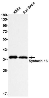 Western Blot: Syntaxin 16 Antibody (S09-9A8) [NBP3-19783]