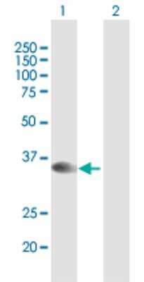 Western Blot: Syntaxin 16 Antibody [H00008675-B01P]