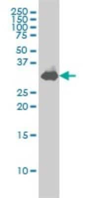 Western Blot: Syntaxin 1A Antibody (1B11-1A8) [H00006804-M02]