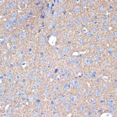 Immunohistochemistry-Paraffin: Syntaxin 1A Antibody (2B2F10) [NBP3-15706]