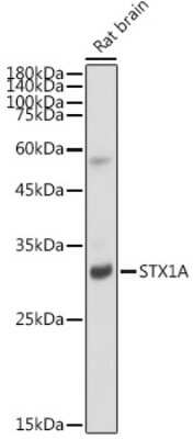 Western Blot: Syntaxin 1A Antibody (2B2F10) [NBP3-15706]