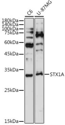 Western Blot: Syntaxin 1A Antibody (2B2F10) [NBP3-15706]