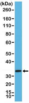 Western Blot: Syntaxin 1A Antibody (RM367) [NBP2-77428]