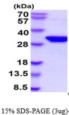 SDS-PAGE: Recombinant Human Syntaxin 1A Protein [NBP2-52366]