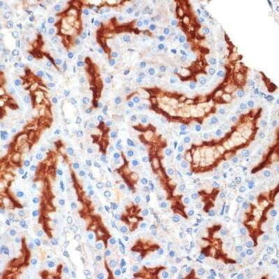 Immunohistochemistry-Paraffin: Syntaxin 3 Antibody (3L9Y9) [NBP3-16260]