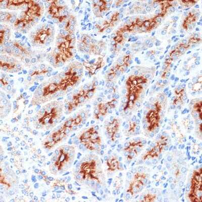 Immunohistochemistry-Paraffin: Syntaxin 3 Antibody (3L9Y9) [NBP3-16260]