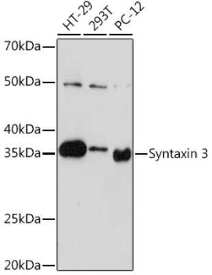 Western Blot: Syntaxin 3 Antibody (3L9Y9) [NBP3-16260]