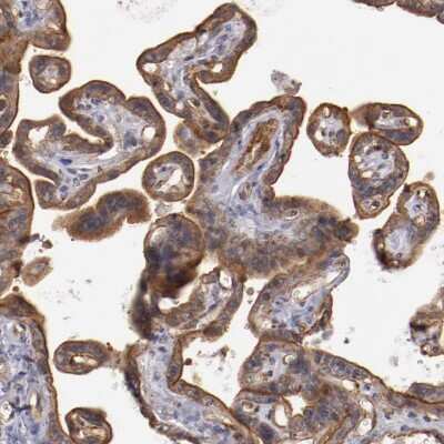 Immunohistochemistry-Paraffin: Syntaxin 3 Antibody [NBP1-86984]
