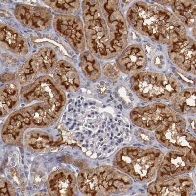Immunohistochemistry-Paraffin: Syntaxin 3 Antibody [NBP1-86984]