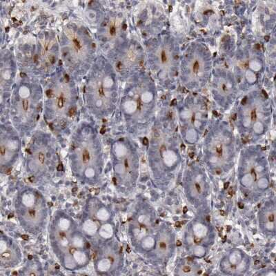 Immunohistochemistry-Paraffin: Syntaxin 3 Antibody [NBP1-86984]