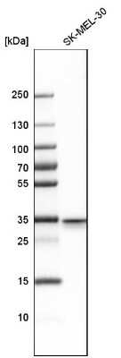 Western Blot: Syntaxin 3 Antibody [NBP1-86984]