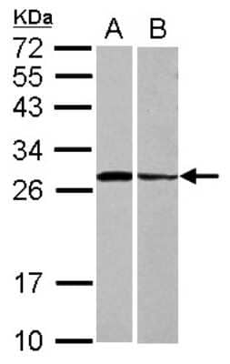 Western Blot: Syntaxin 3 Antibody [NBP2-15131]