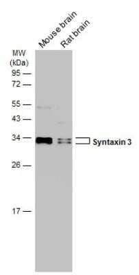 Western Blot: Syntaxin 3 Antibody [NBP2-15131]