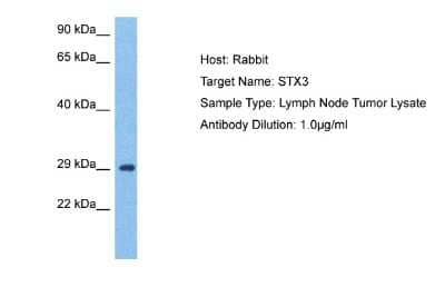 Western Blot: Syntaxin 3 Antibody [NBP2-88394]