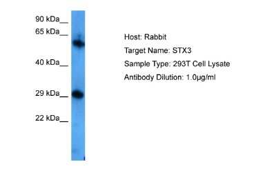 Western Blot: Syntaxin 3 Antibody [NBP2-88395]