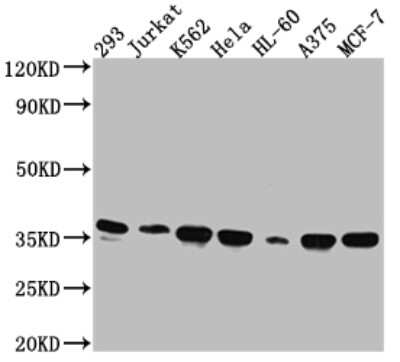 Western Blot: Syntaxin 4 Antibody (4E1) [NBP3-15188]