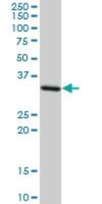 Western Blot: Syntaxin 4 Antibody (6A1) [H00006810-M02]
