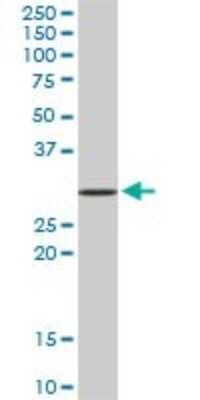 Western Blot: Syntaxin 4 Antibody (6A1) [H00006810-M02]