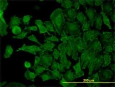 Immunocytochemistry/ Immunofluorescence: Syntaxin 4 Antibody (6D1) [H00006810-M04]