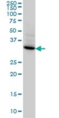 Western Blot: Syntaxin 4 Antibody (6D1) [H00006810-M04]