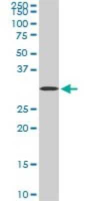 Western Blot: Syntaxin 4 Antibody (6D1) [H00006810-M04]