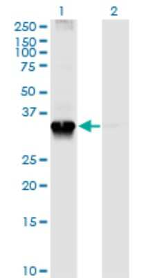 Western Blot: Syntaxin 4 Antibody (6D1) [H00006810-M04]