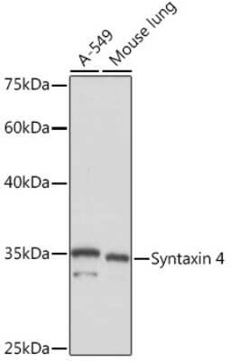 Western Blot: Syntaxin 4 Antibody (8F3P7) [NBP3-16629]