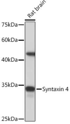 Western Blot: Syntaxin 4 Antibody (8F3P7) [NBP3-16629]