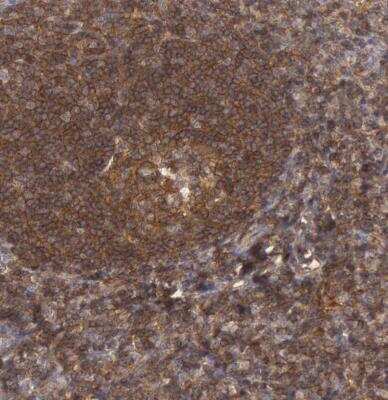 Immunohistochemistry-Paraffin: Syntaxin 4 Antibody [NBP1-87374]