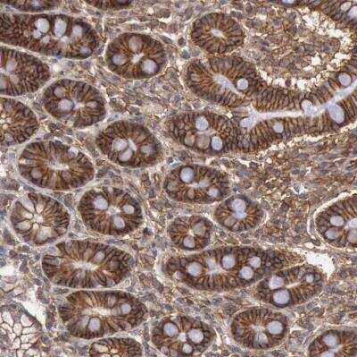 Immunohistochemistry-Paraffin: Syntaxin 4 Antibody [NBP1-87374]